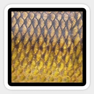 Carp Fishing Common Carp Lover Fish Scale Art Sticker